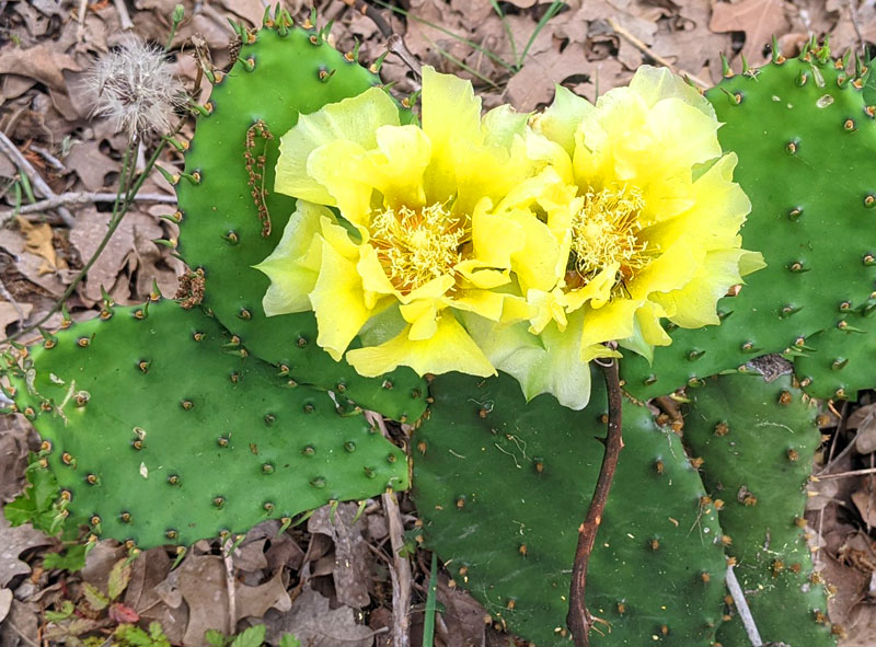 cactus rose