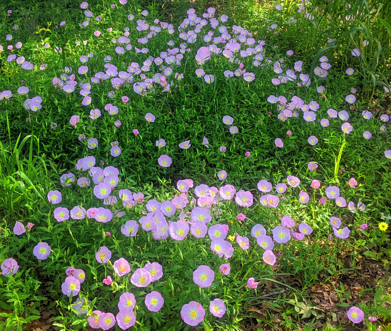 flower by the tank
