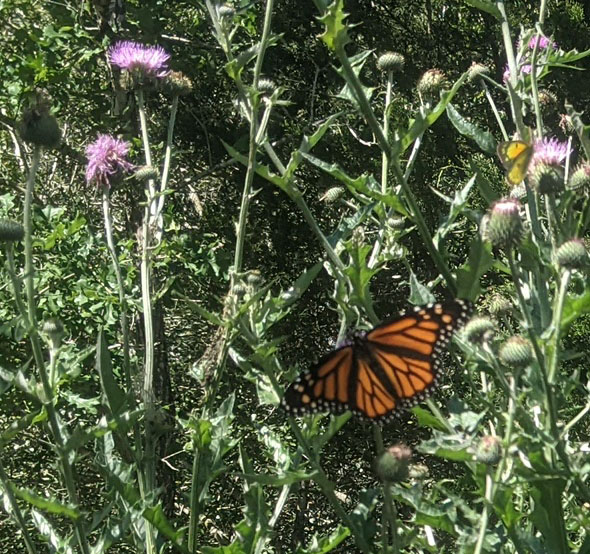 monarch butterfly