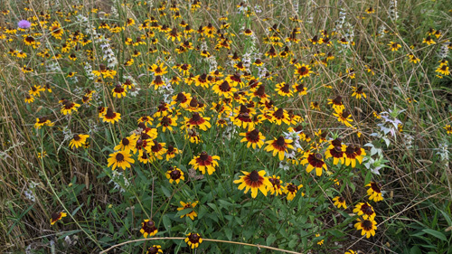 black-eyed susan